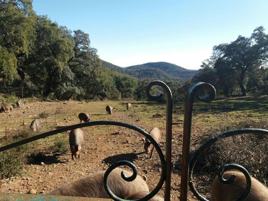 Casa Rural Alicia Villa Cortegana Exterior foto